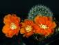 Preview: Flowers of mother plant